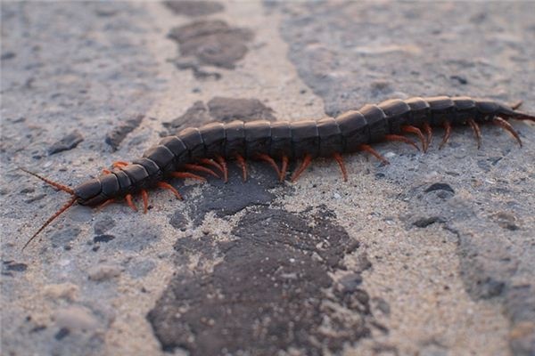 What does it mean to dream of a small centipede? What does it mean to dream of a small centipede?