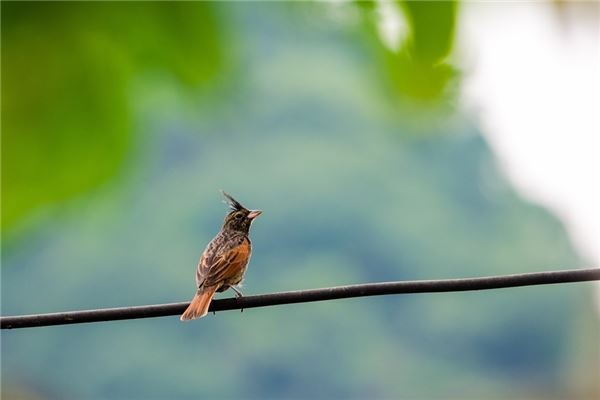 What does it mean to dream of birds? What does it mean to dream of birds?