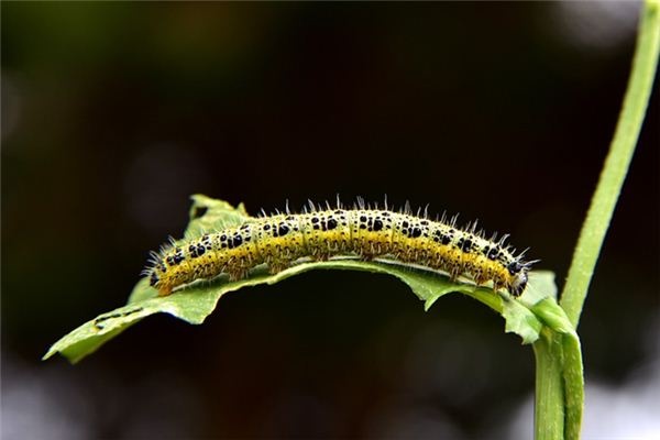 What does it mean to dream of caterpillars? What does it mean to dream of caterpillars?