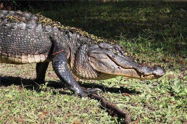 What does it mean to dream of a large crocodile? What does it mean to dream of a large crocodile?
