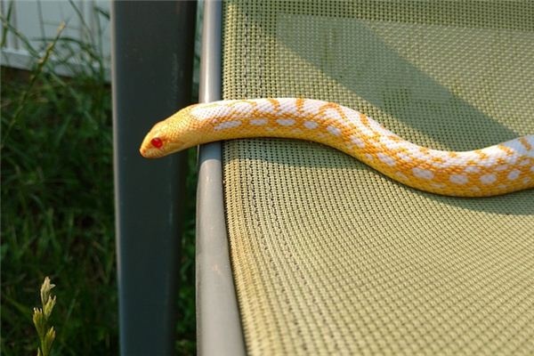 What does it mean to dream of a golden snake? What does it mean to dream of a golden snake?