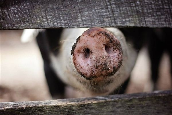 What does it mean to dream of a pig's snout? What does it mean to dream of a pig's snout?