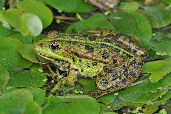 Dreaming of hitting a frog with a stone