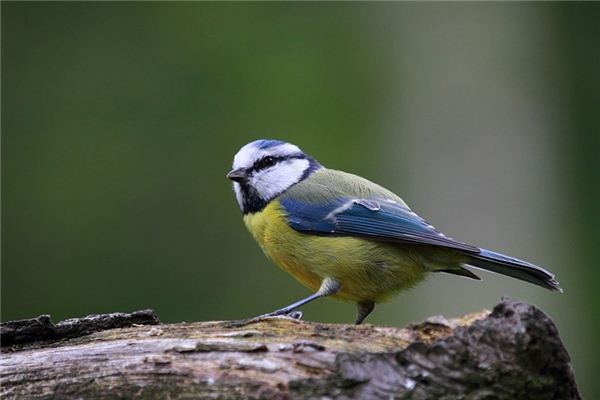 What does it mean to dream of a sparrow? What does it mean to dream of a sparrow?