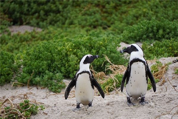 What does it mean to dream of penguins? What does it mean to dream of penguins?
