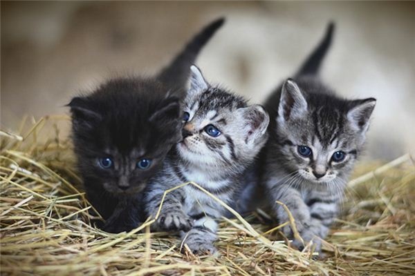 What does it mean to dream of raising a cat? What does it mean to dream of raising a cat?
