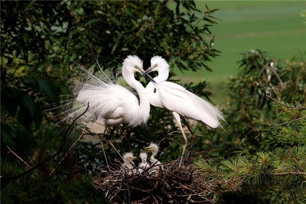 What does it mean to dream of egrets? What does it mean to dream of egrets?
