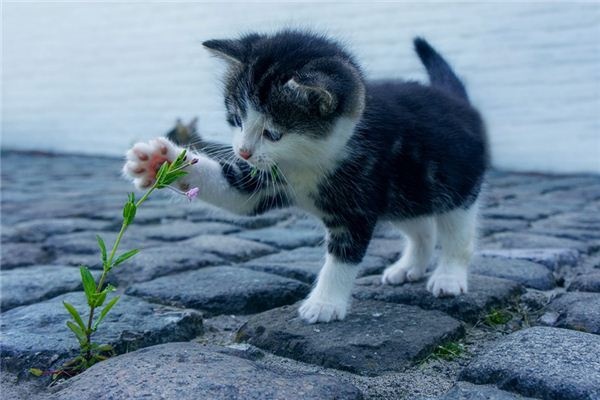 What does it mean to dream about pets? What does it mean to dream about pets?