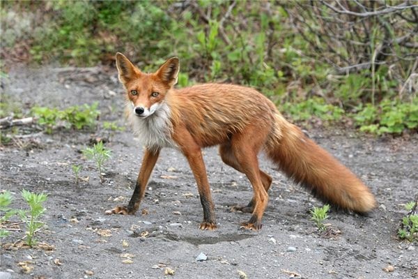 What does it mean to dream of wild beasts? What does it mean to dream of wild beasts?