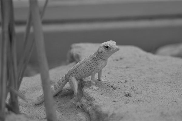 What does it mean to dream of a gecko? What does it mean to dream of a gecko?