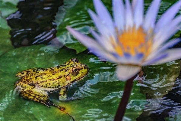 What does it mean to dream of a white toad? What does it mean to dream of a white toad?
