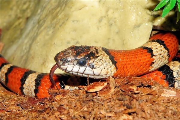 What does it mean to dream of a colorful snake? What does it mean to dream of a colorful snake?