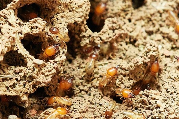 What does it mean to dream of termites? What does it mean to dream of termites?