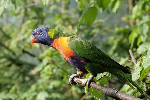 What does it mean to dream of a parrot? What does it mean to dream of a parrot?
