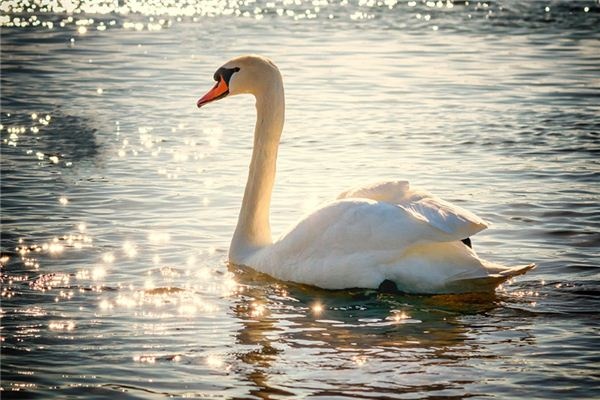 What does it mean to dream of swans? What does it mean to dream of swans?