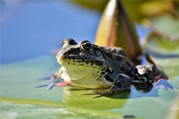 I dreamed of a toad I dreamed of a toad