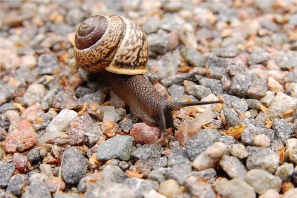 What does it mean to dream of snails? What does it mean to dream of snails?