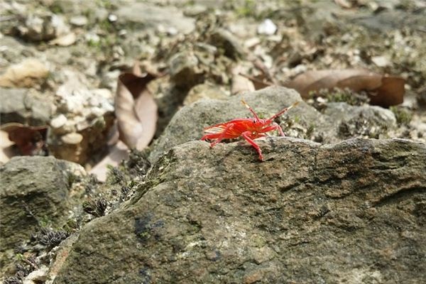 What does it mean to dream of pests? What does it mean to dream of pests?