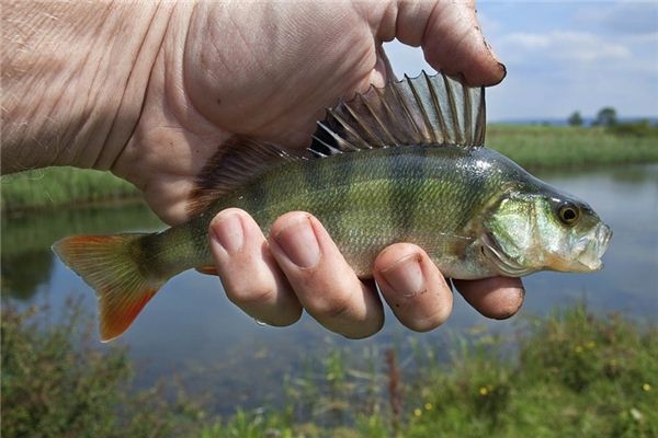 What does it mean to dream of a perch? What does it mean to dream of a perch?
