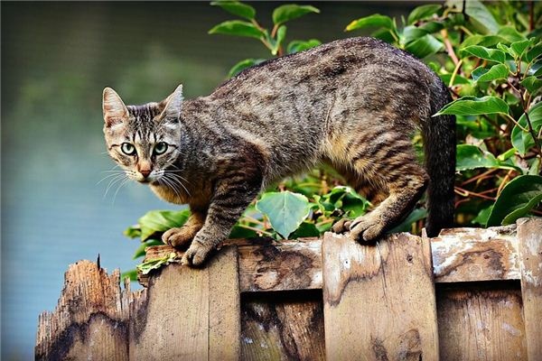 I dreamt that a group of cats were chasing me.