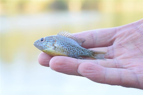 What does it mean to dream of small fish? What does it mean to dream of small fish?