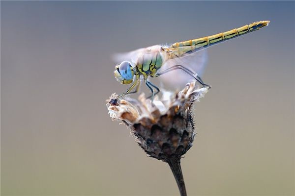 What does it mean to dream of catching dragonflies? What does it mean to dream of catching dragonflies?