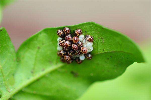 What does it mean to dream of insect eggs? What does it mean to dream of insect eggs?