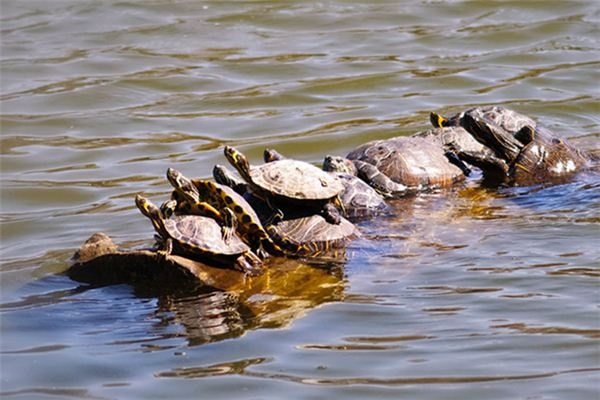 What does it mean to dream of a turtle?