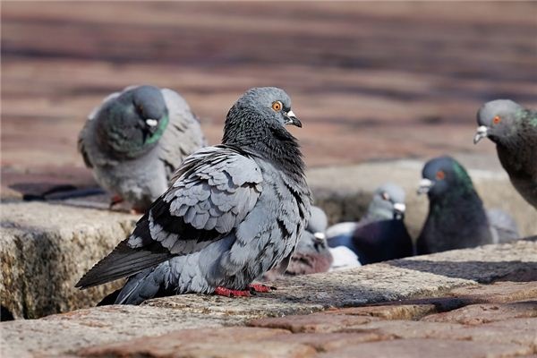 I dreamed of many pigeons