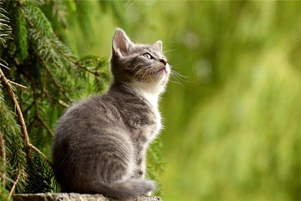 What does it mean to dream of animals talking? What does it mean to dream of animals talking?