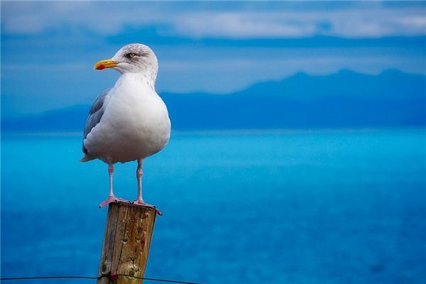 What does it mean to dream of seagulls? What does it mean to dream of seagulls?