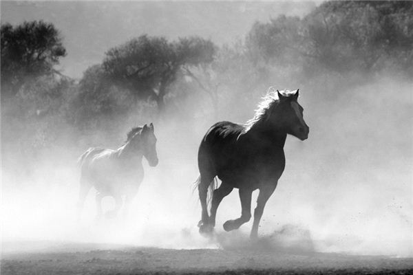 What does it mean to dream of a horse? What does it mean to dream of a horse?
