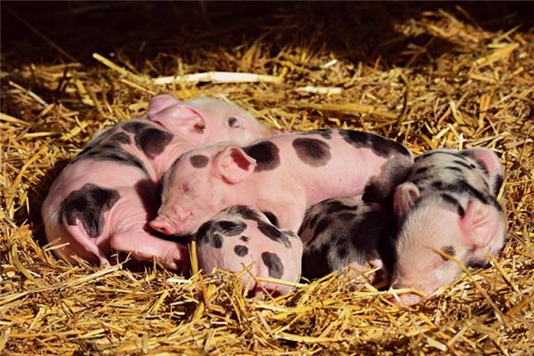 What does it mean to dream of many pigs? What does it mean to dream of many pigs?