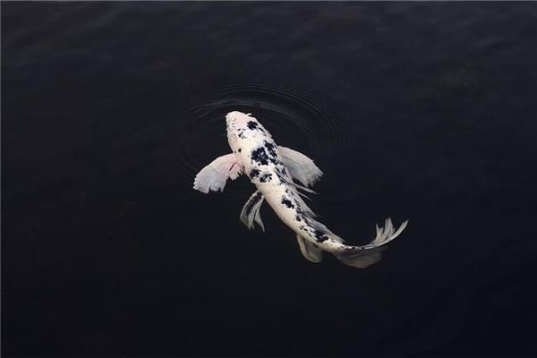 Dreaming of fish in a river or pond