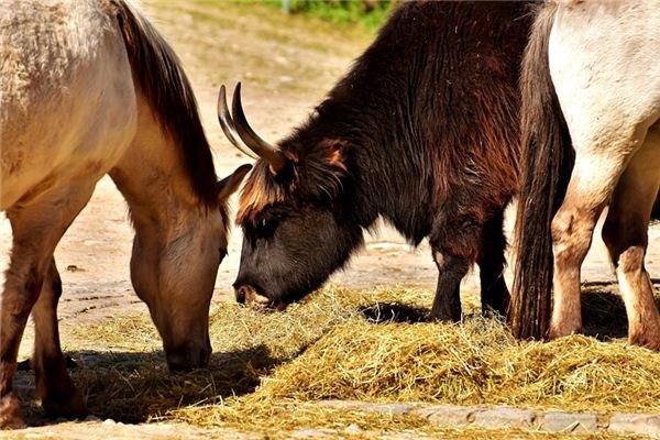 What does it mean to dream of horses and cows? What does it mean to dream of horses and cows?