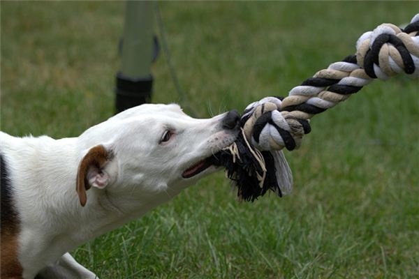 What does it mean to dream of being bitten on the hand by a dog? What does it mean to dream of being bitten on the hand by a dog?