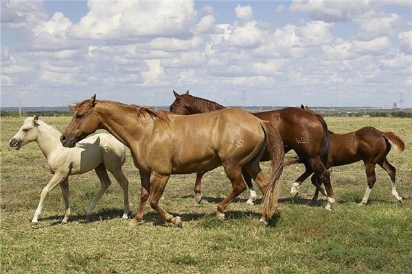 Dreaming of herds of cattle and horses