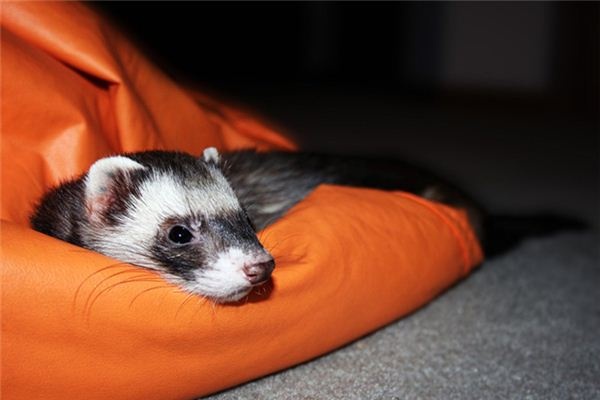 What does it mean to dream of a weasel? What does it mean to dream of a weasel?