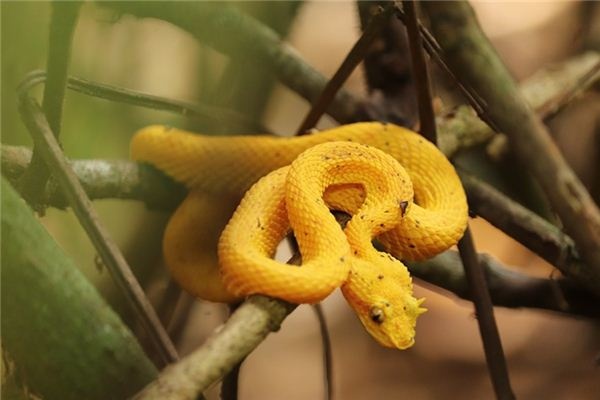 What does it mean to dream of a viper? What does it mean to dream of a viper?