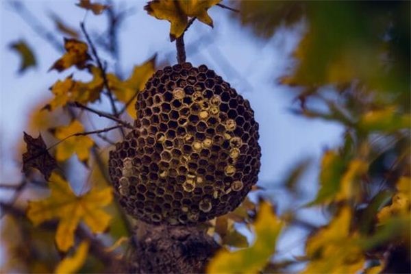 What does it mean to dream of a beehive? What does it mean to dream of a beehive?
