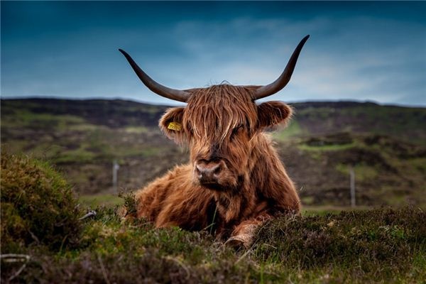 What does it mean to dream of cow horns? What does it mean to dream of cow horns?