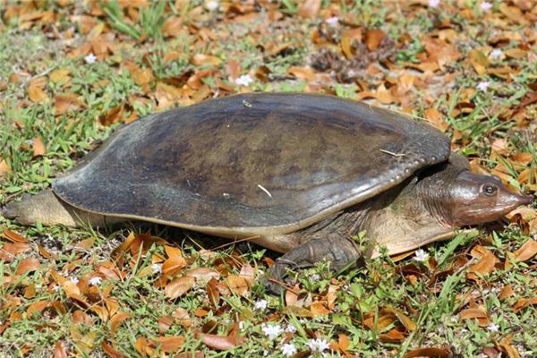 What does it mean to dream of a soft-shelled turtle? What does it mean to dream of a soft-shelled turtle?