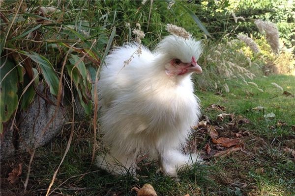 What does it mean to dream of a dwarf chicken?