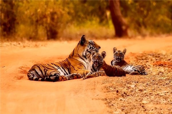 What does it mean to dream of a tiger cub? What does it mean to dream of a tiger cub?