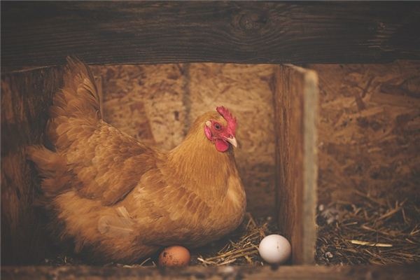What does it mean to dream of a hen? What does it mean to dream of a hen?