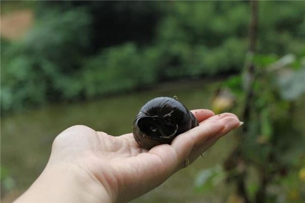 Dreaming of snails, river snails, and sea snails