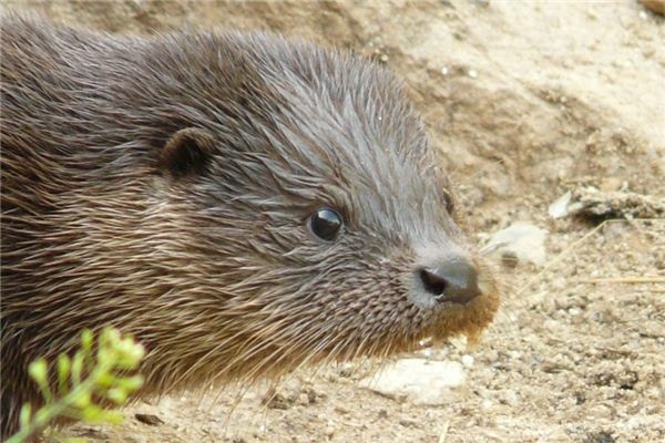 What does it mean to dream of mink? What does it mean to dream of mink?