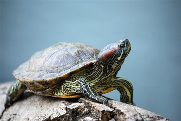 Dreaming of a turtle sunbathing