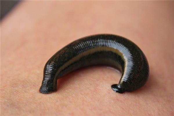 What does it mean to dream of leeches? What does it mean to dream of leeches?