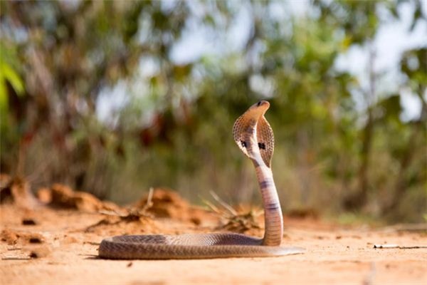 What does it mean to dream of a cobra? What does it mean to dream of a cobra?